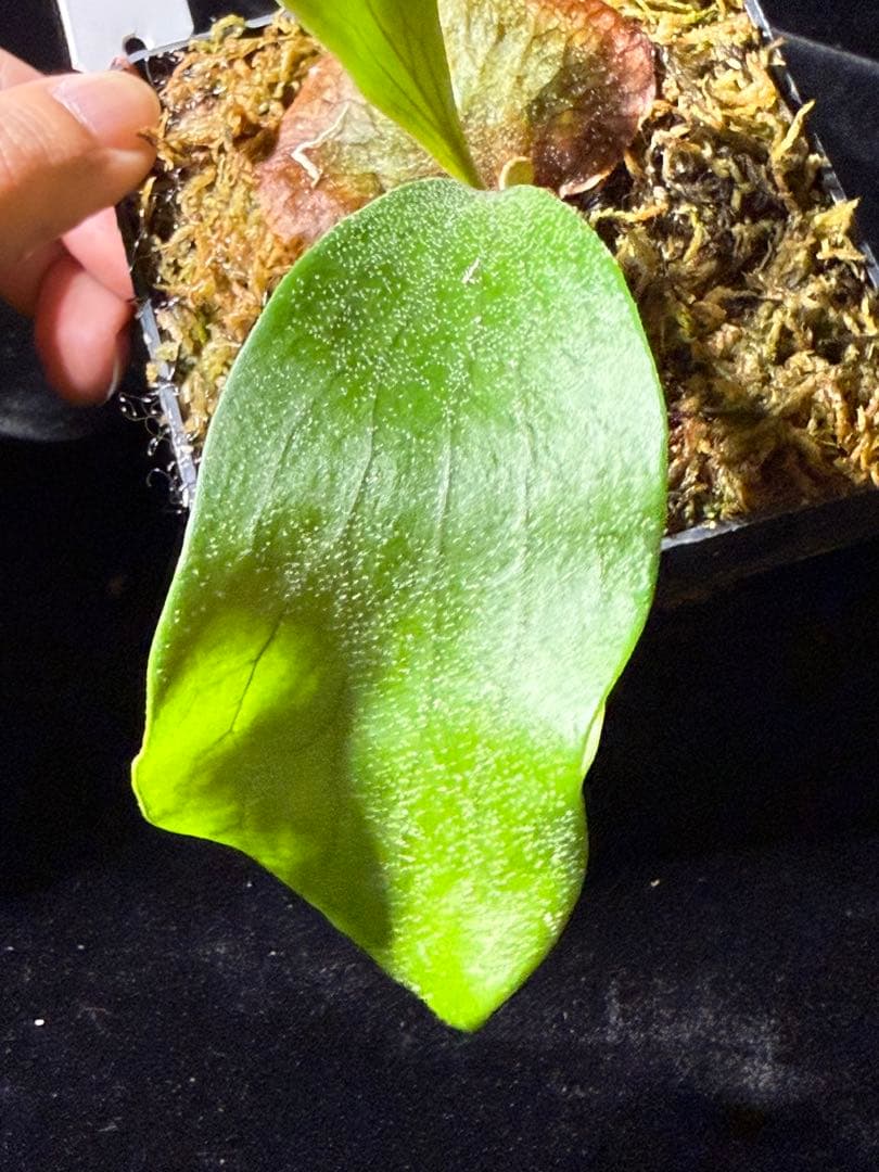 【byトンクラさん】P.Bangpung 子株　タイ輸入株