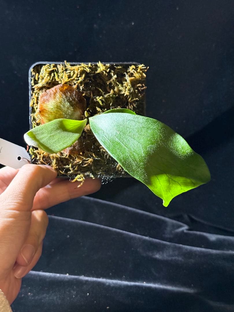 【byトンクラさん】P.Bangpung 子株　タイ輸入株