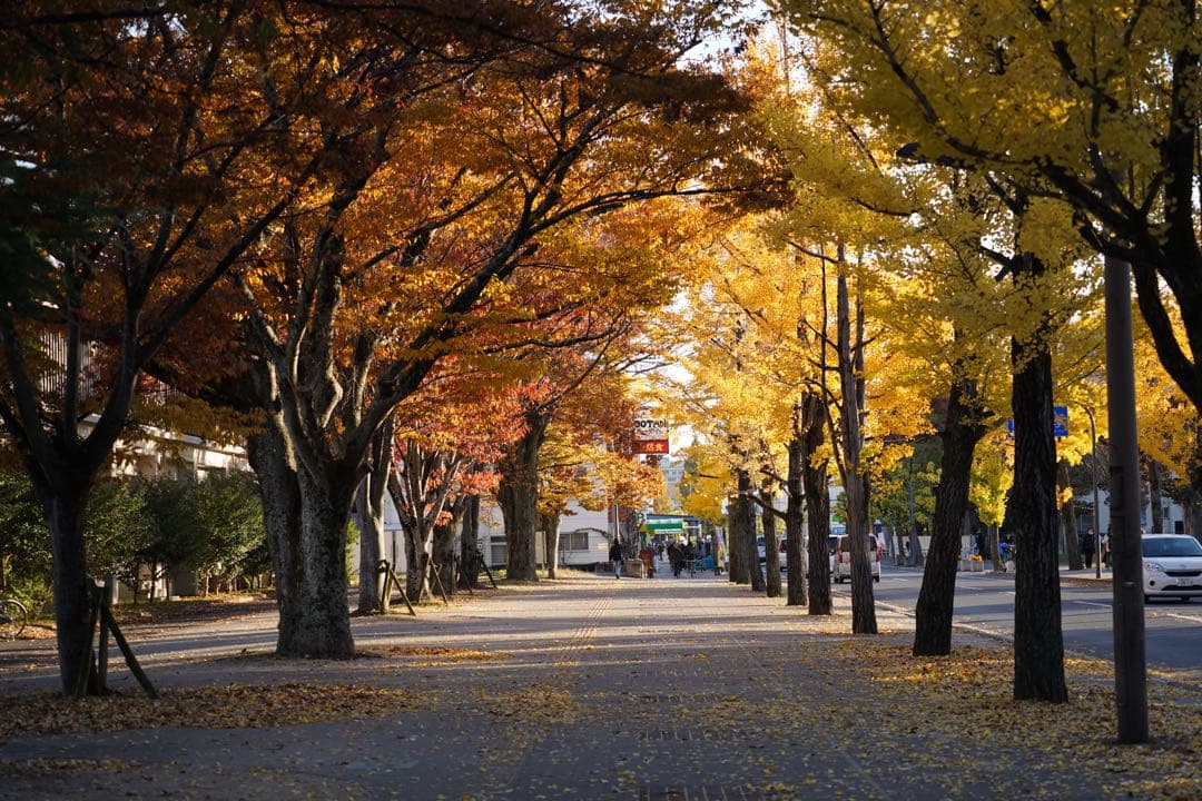 SONY α7 III + TAMRON 70-300mm レンズ