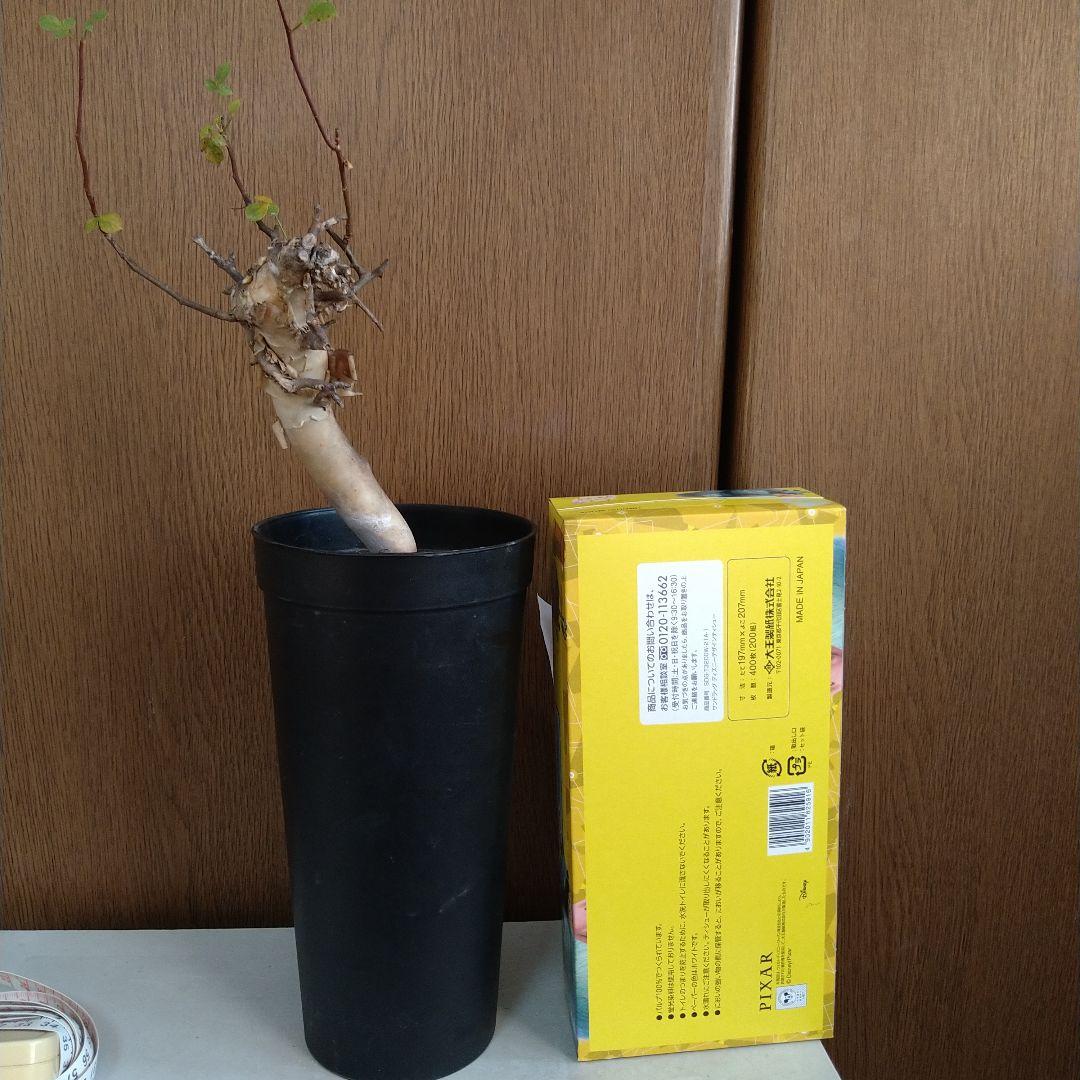 □入手困難 希少 現地球 コミフォラ 1