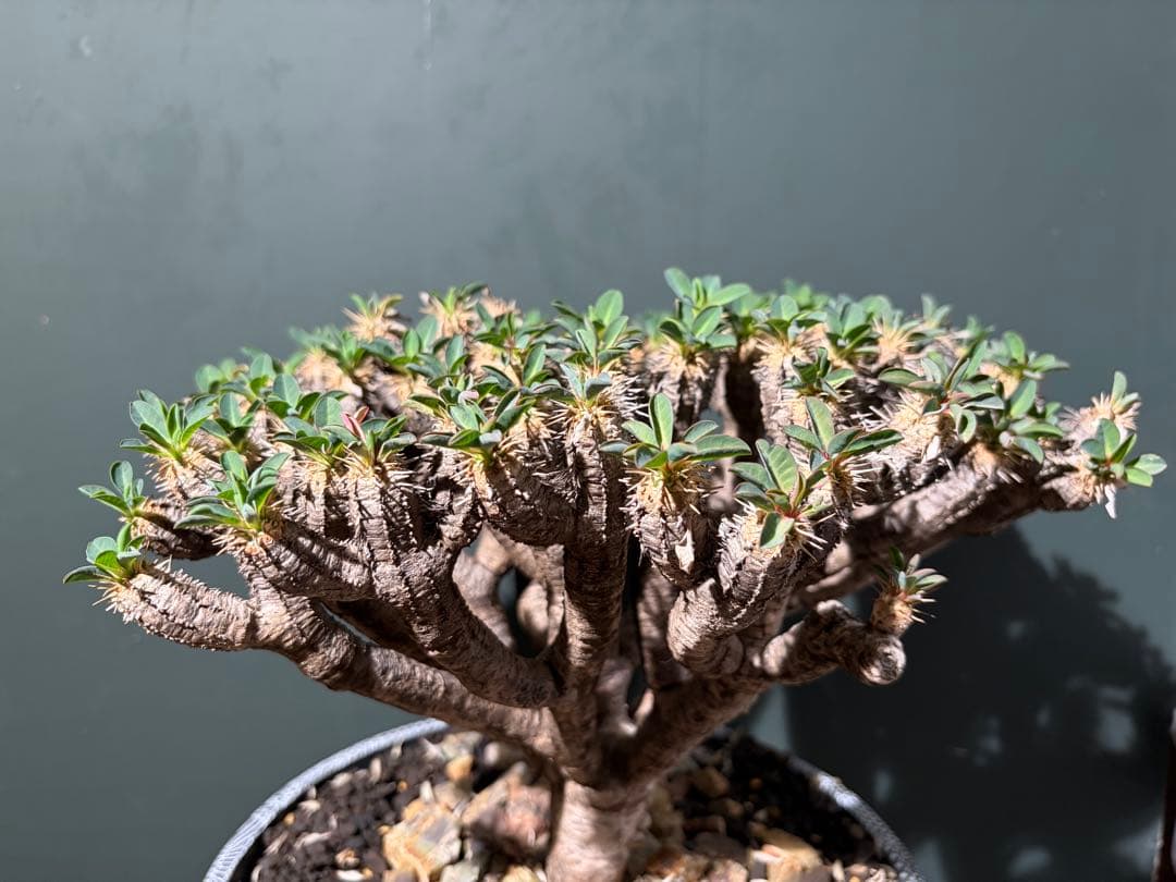 ユーフォルビア ギラウミニアナ 良型 大株 現地球 発根済み