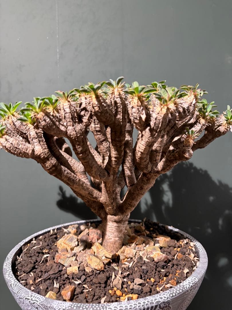 ユーフォルビア ギラウミニアナ 良型 大株 現地球 発根済み