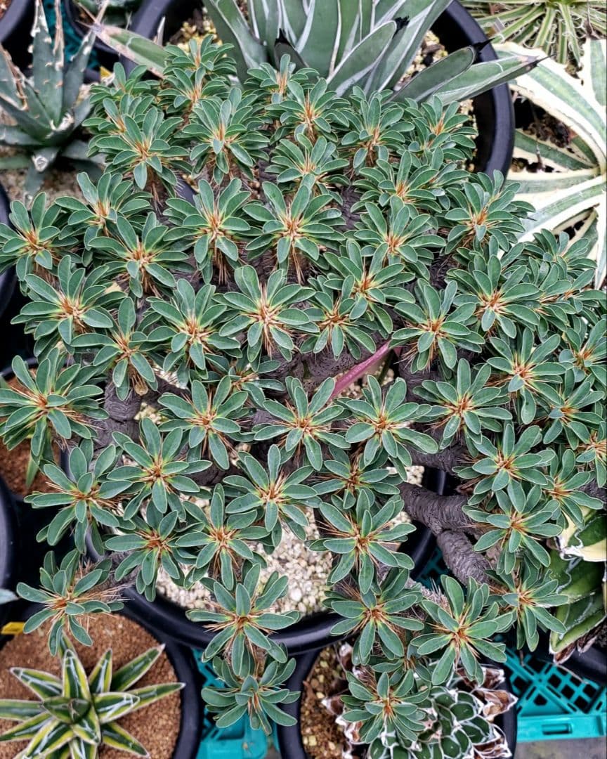 ユーフォルビア　ギラウミニアナ現地大株