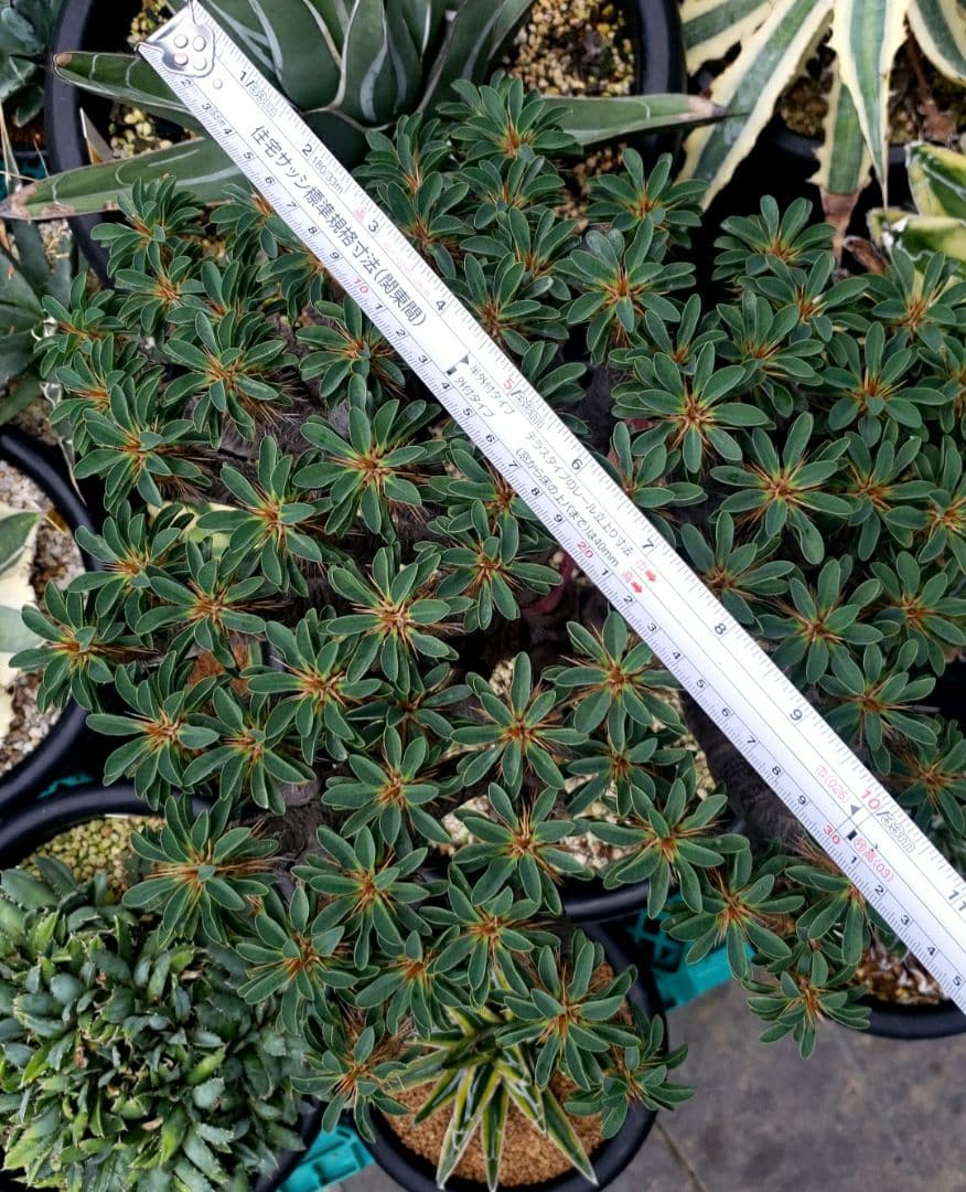 ユーフォルビア　ギラウミニアナ現地大株