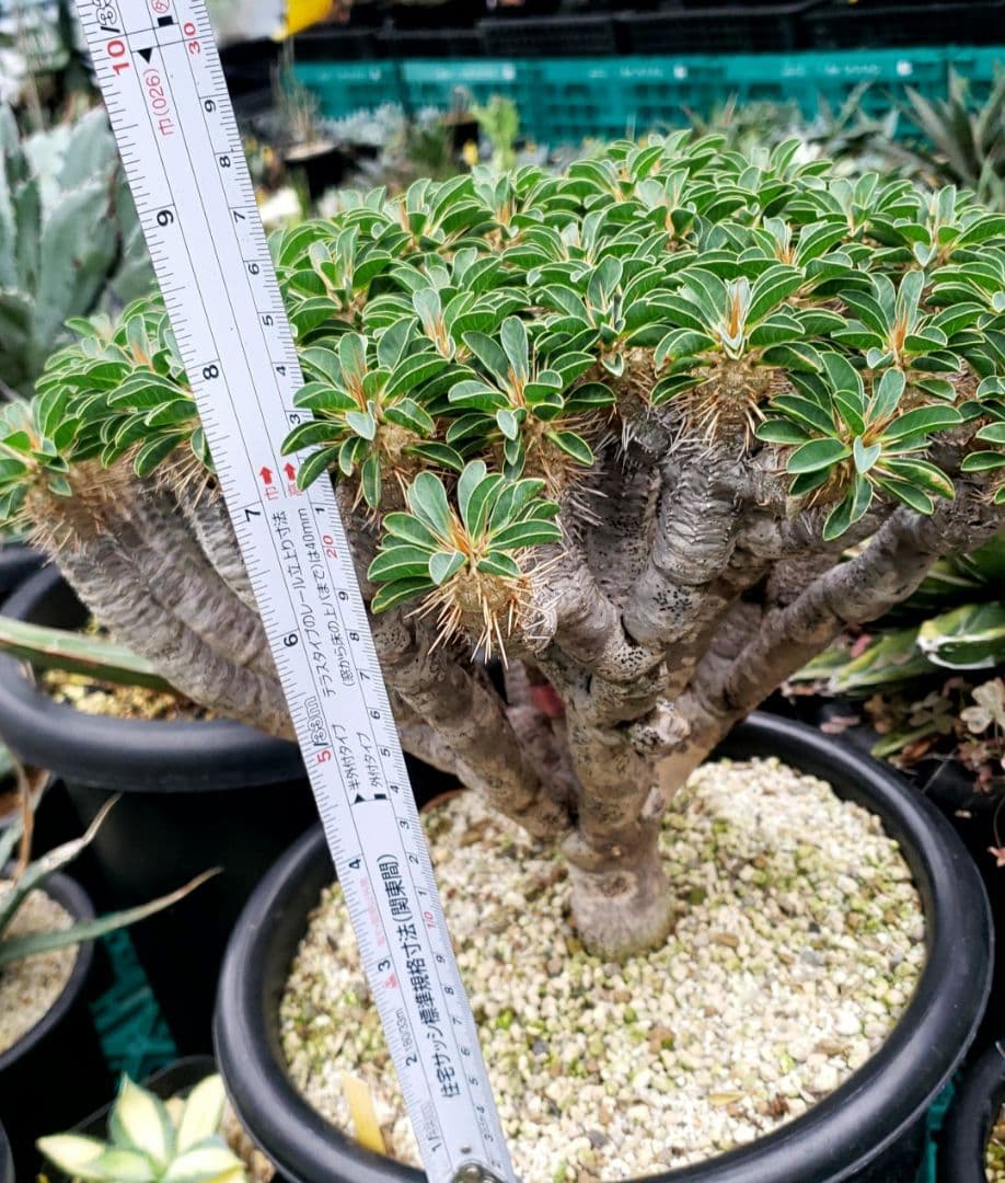 ユーフォルビア　ギラウミニアナ現地大株