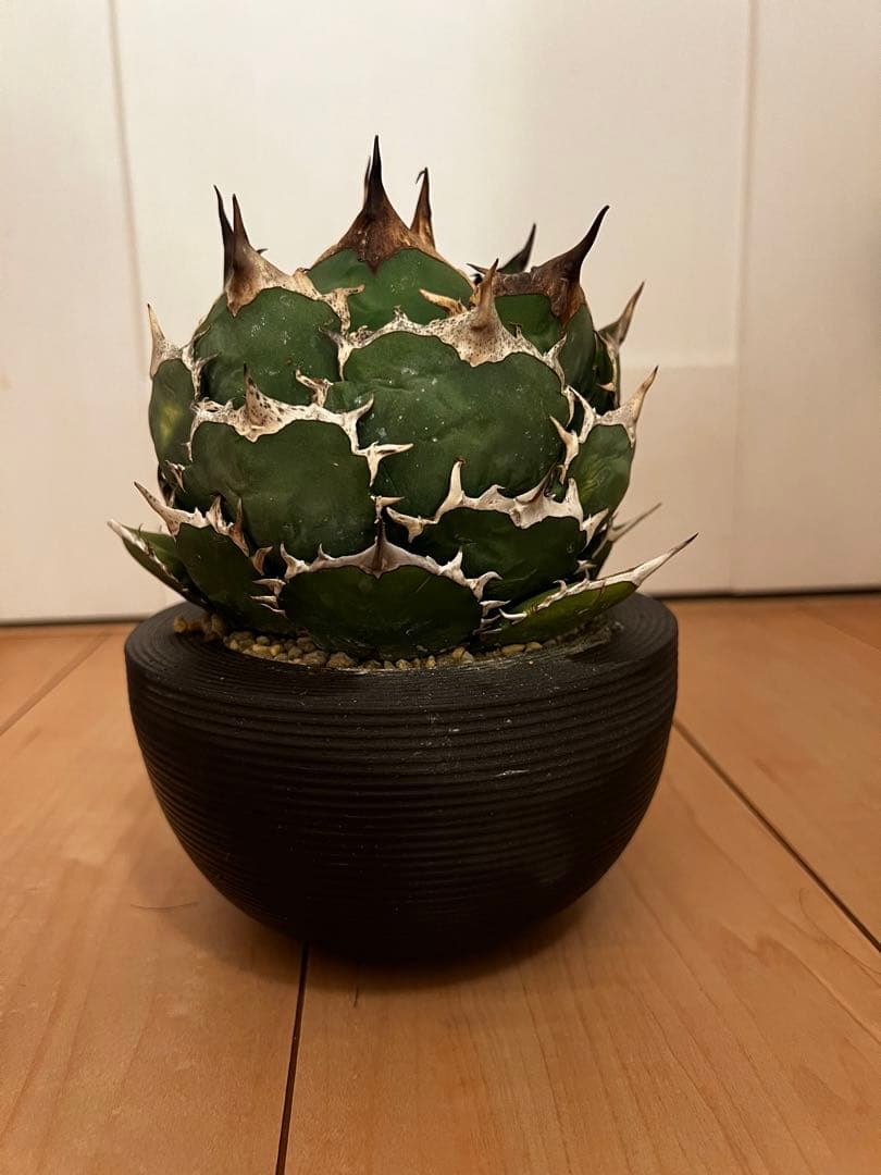 チタノタ　FO-076 オテロイ