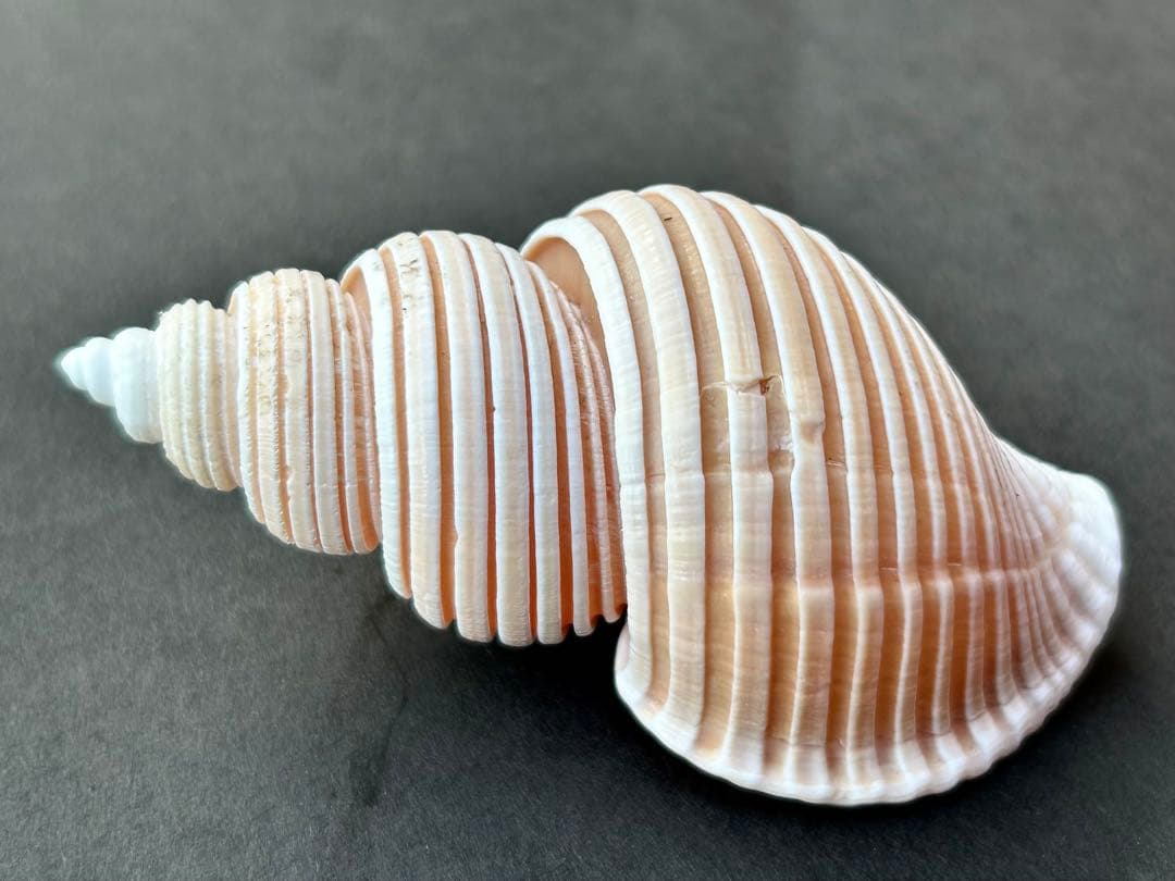 美品　貝殻の標本 ＊ ベトナムワダチバイ　珍しい貝　7.7cm