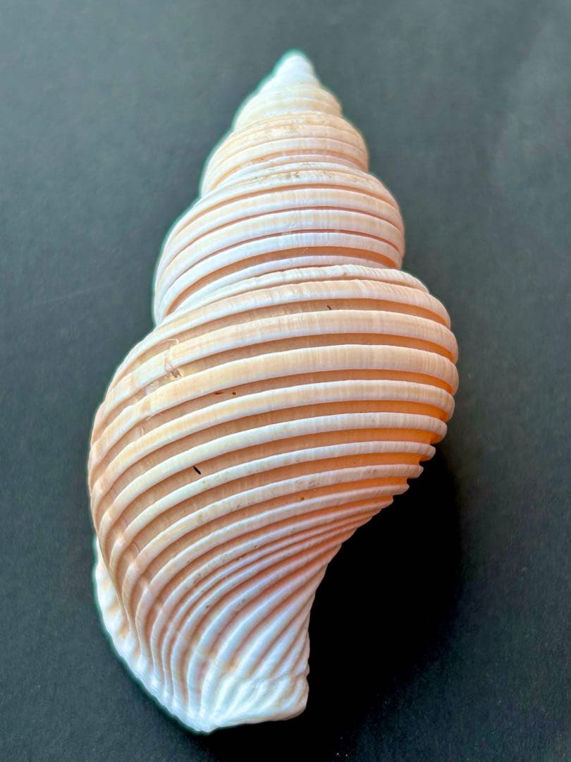 美品　貝殻の標本 ＊ ベトナムワダチバイ　珍しい貝　7.7cm