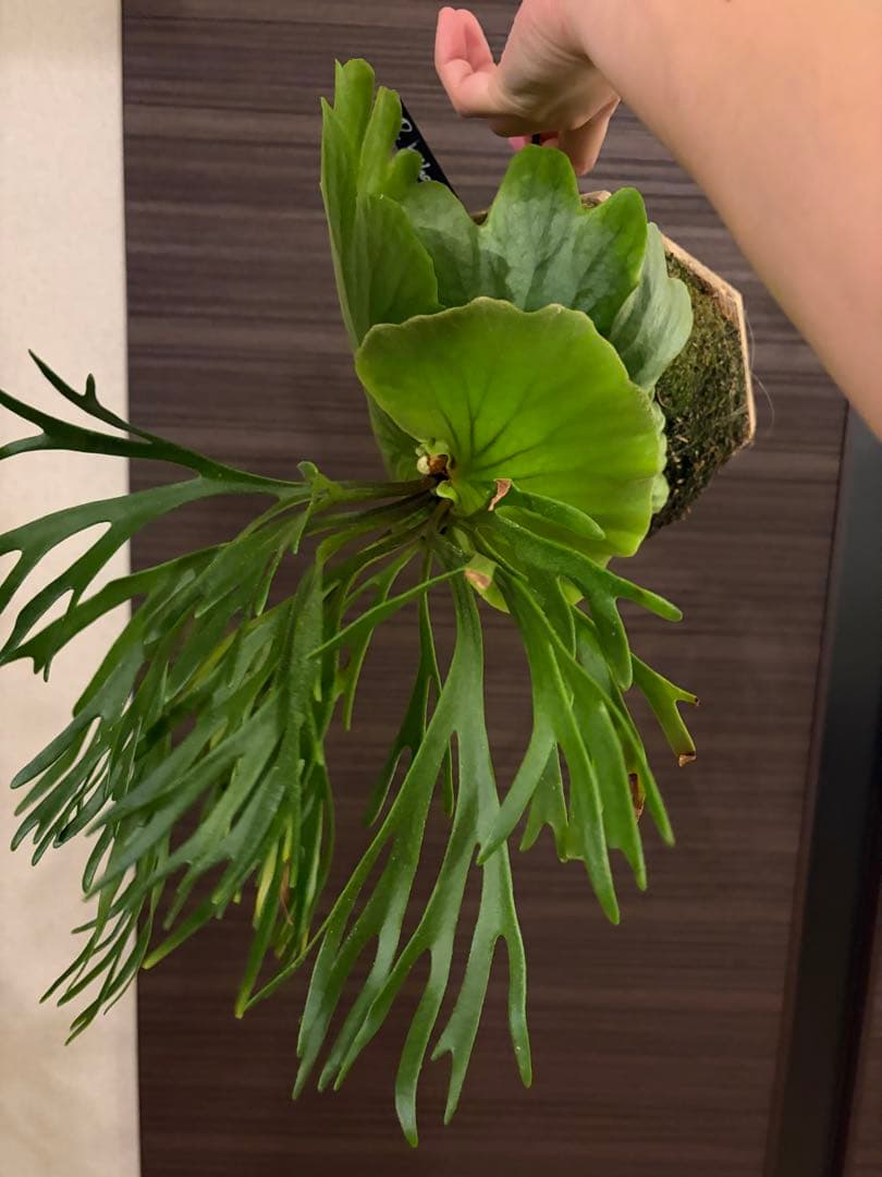 P.Mt kitshakood thin ビカクシダ