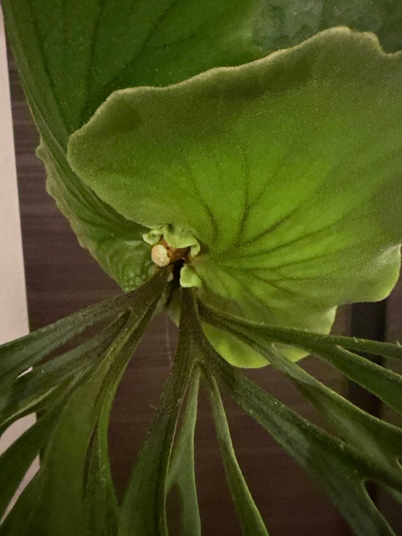 P.Mt kitshakood thin ビカクシダ