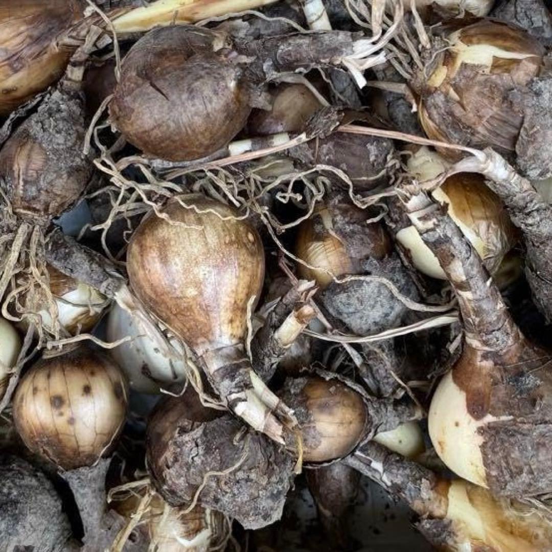 山いちご　35球