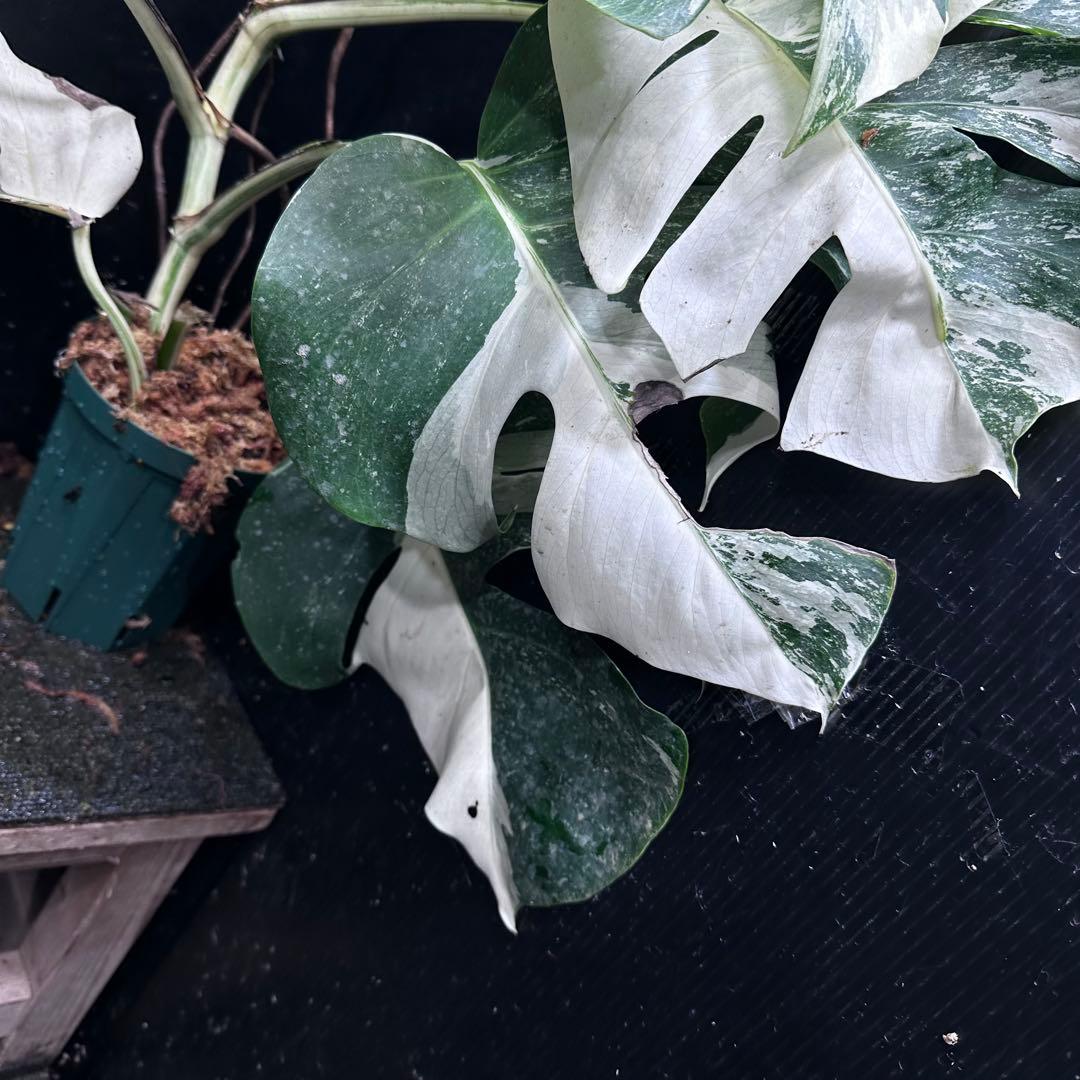 a*9様 斑入りモンステラ ホワイトタイガー極美大株73cm白斑多