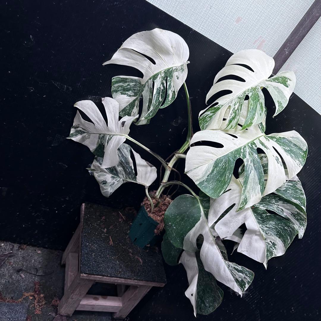 a*9様 斑入りモンステラ ホワイトタイガー極美大株73cm白斑多