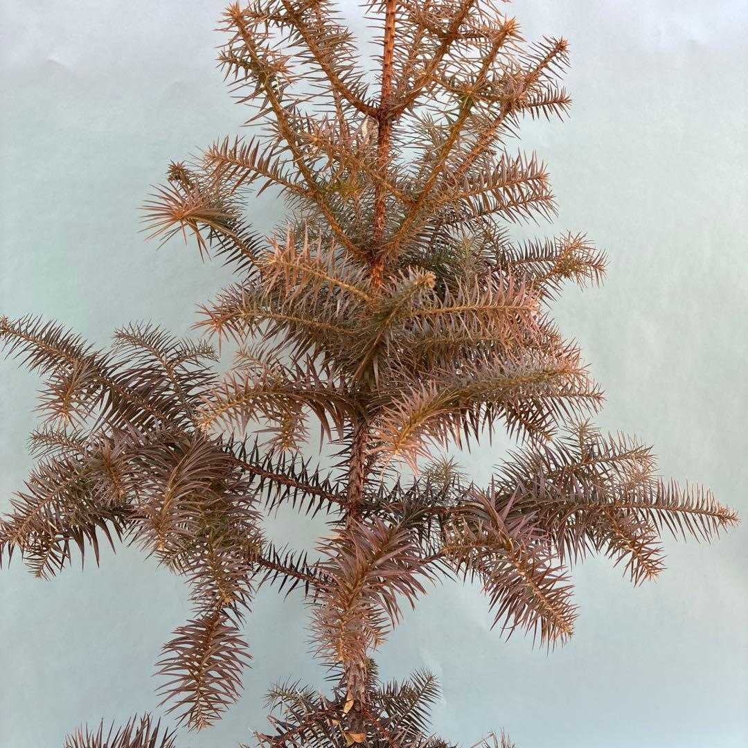 コウヨウザン　150cm