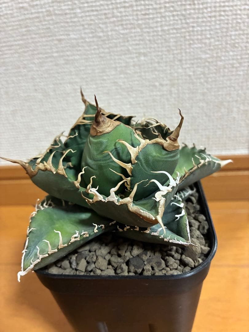 アガベ チタノタ　悪魔くん