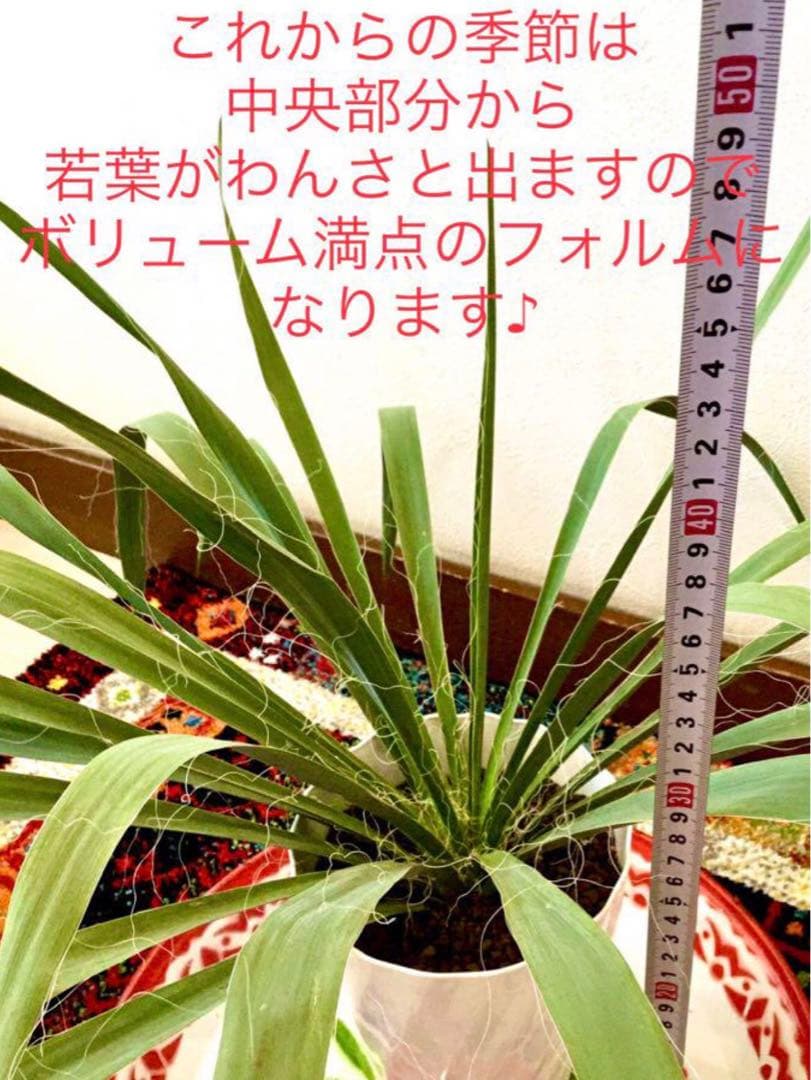完売　発根済みの巨大株＊大苗＊優良株【ユッカ フィラメントーサ＊糸蘭＊イトラン】