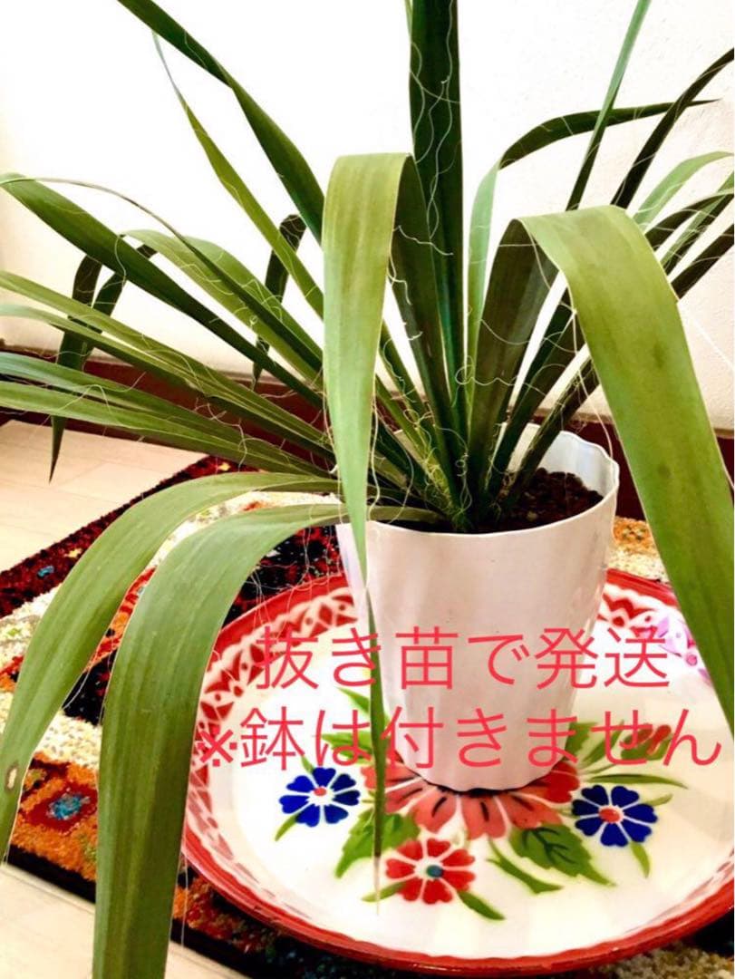 完売　発根済みの巨大株＊大苗＊優良株【ユッカ フィラメントーサ＊糸蘭＊イトラン】