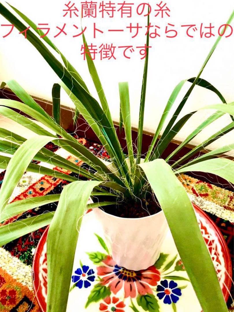 完売　発根済みの巨大株＊大苗＊優良株【ユッカ フィラメントーサ＊糸蘭＊イトラン】