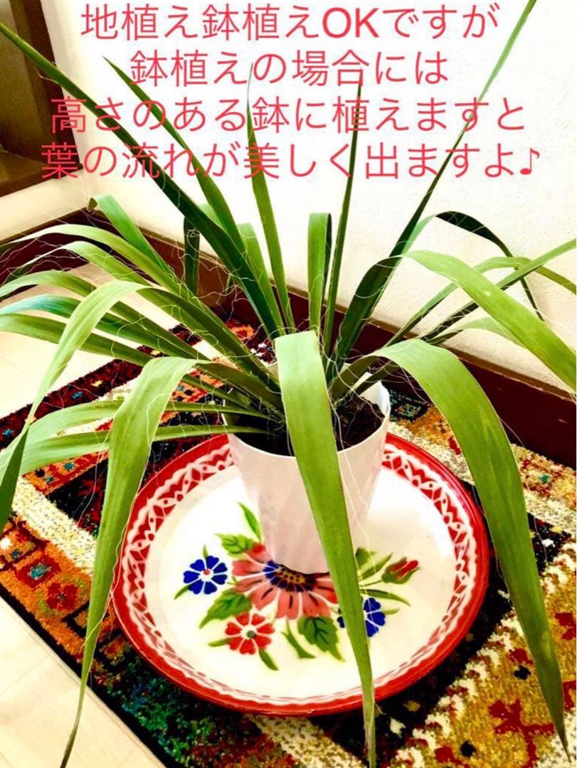 完売　発根済みの巨大株＊大苗＊優良株【ユッカ フィラメントーサ＊糸蘭＊イトラン】