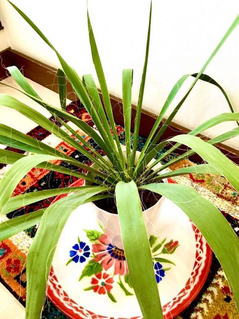 完売　発根済みの巨大株＊大苗＊優良株【ユッカ フィラメントーサ＊糸蘭＊イトラン】