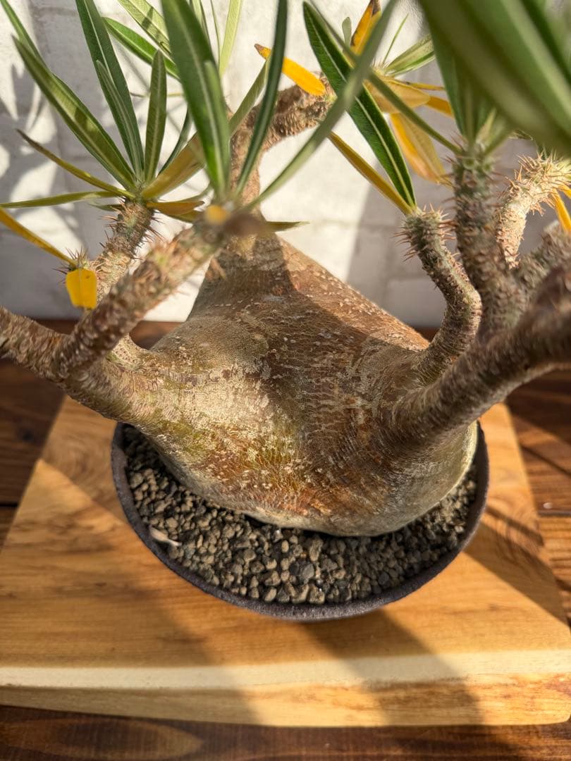 大株　パキポディウム　グラキリス　発根済み　鉢付き