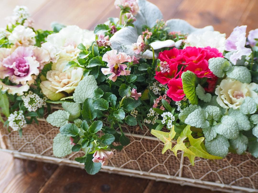 【お値引品】ビオラとジュリアンのマルチな寄せ植え