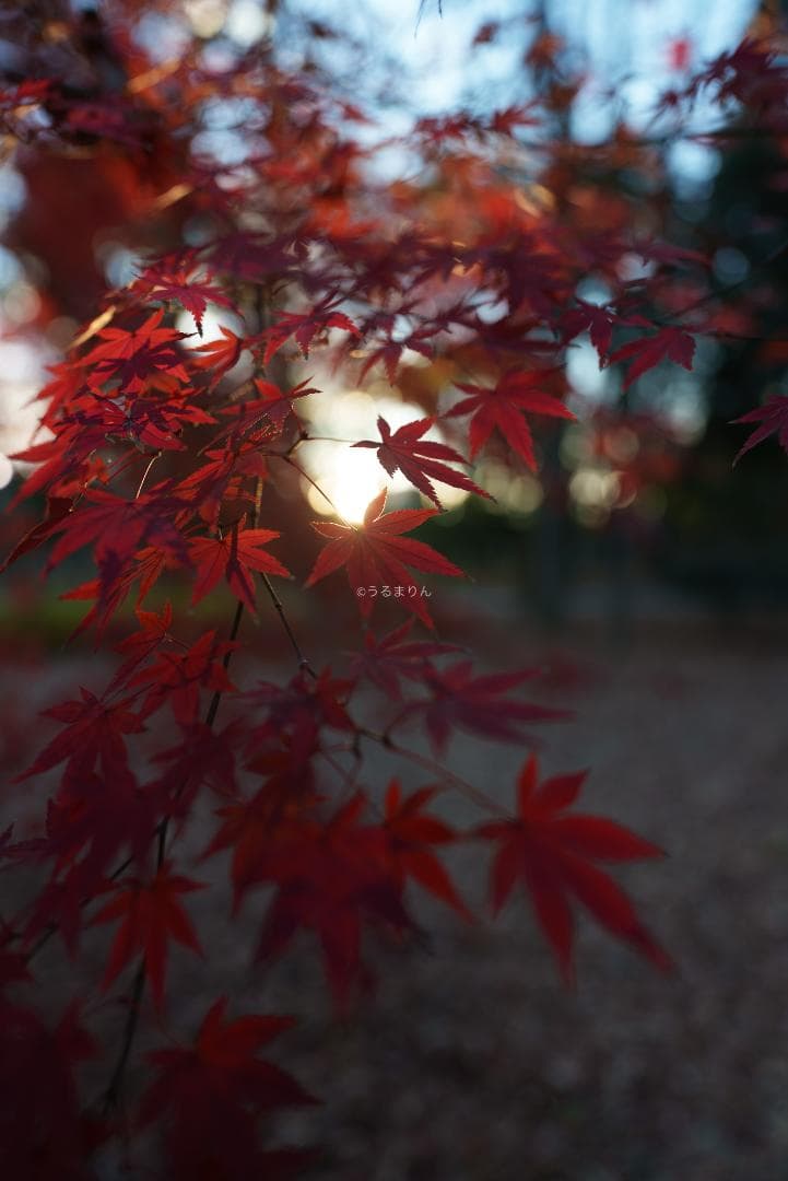 YoshiT様 VLOG時代の標準レンズ！SONY FE 20mm F1.8 G