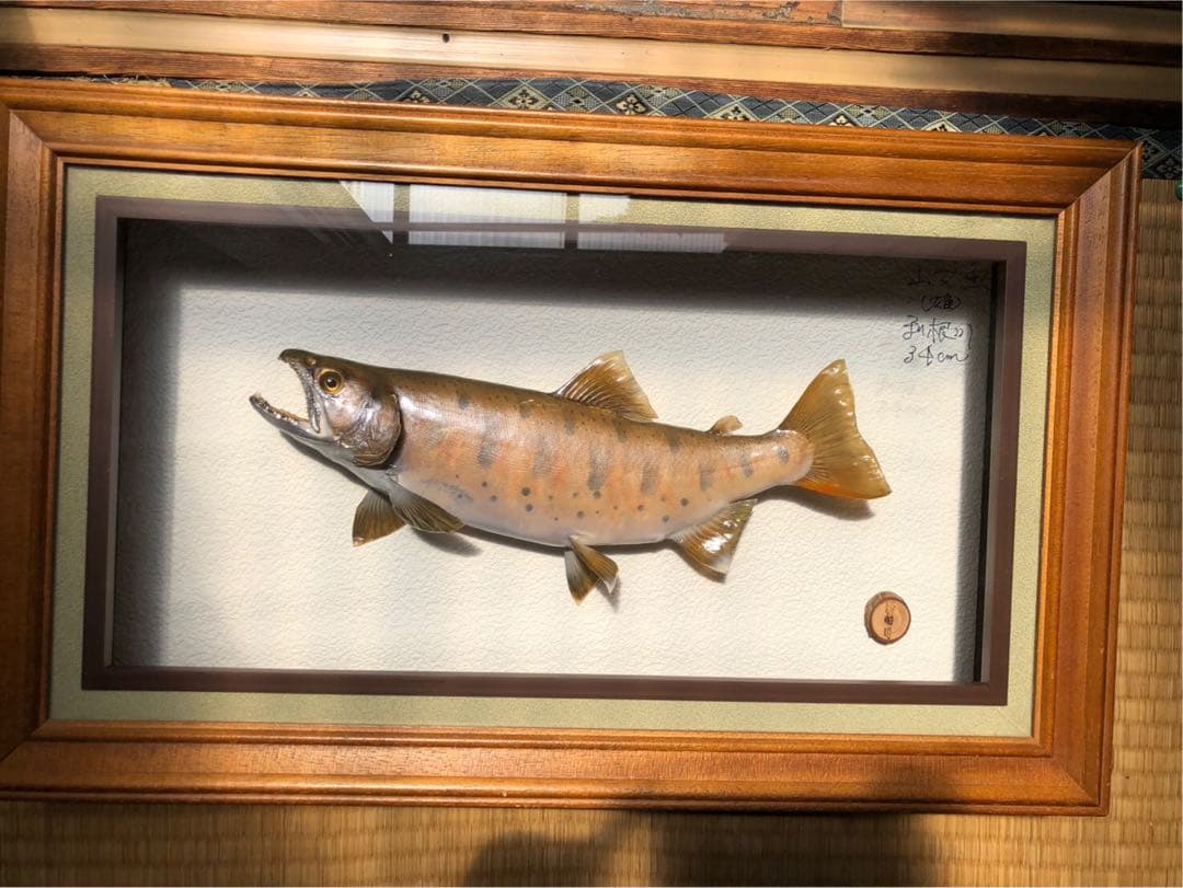 ヤマメの標本　剥製　木製フレーム付き 約34cm