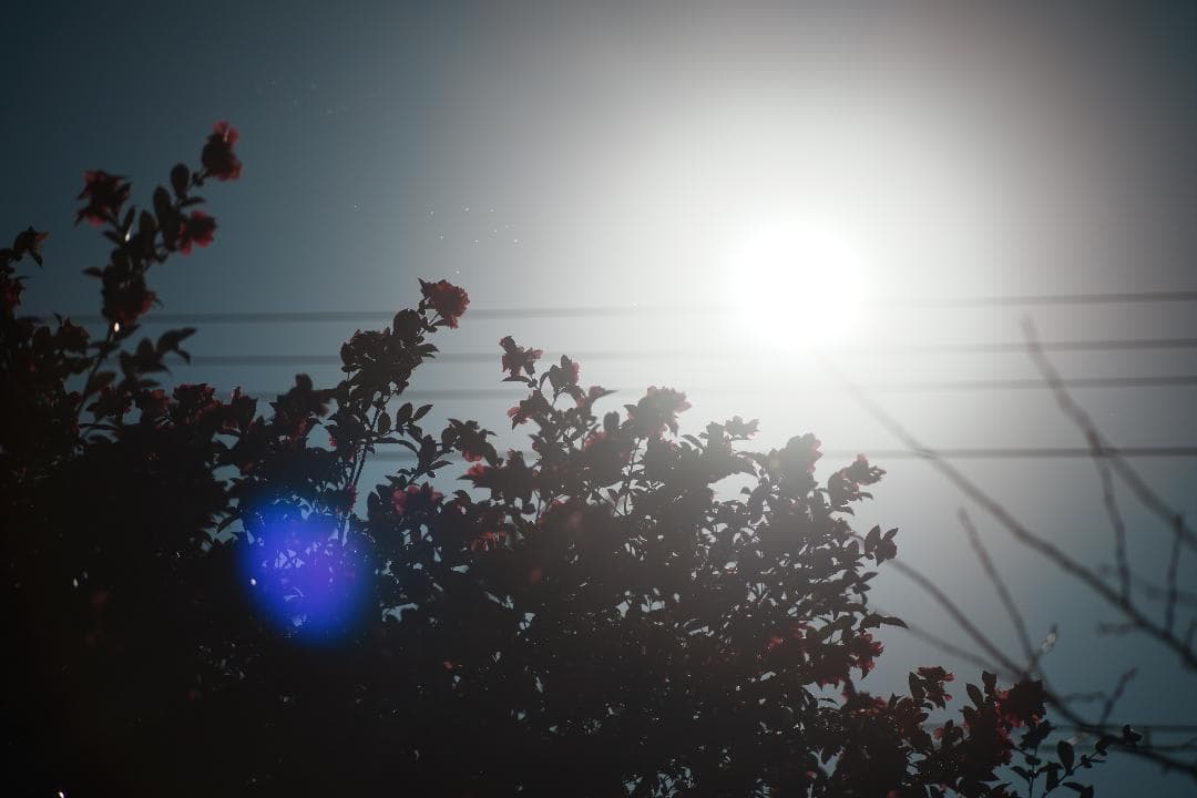 【整備テスト】オリンパス Zuiko Auto-T 135mm F2.8 435