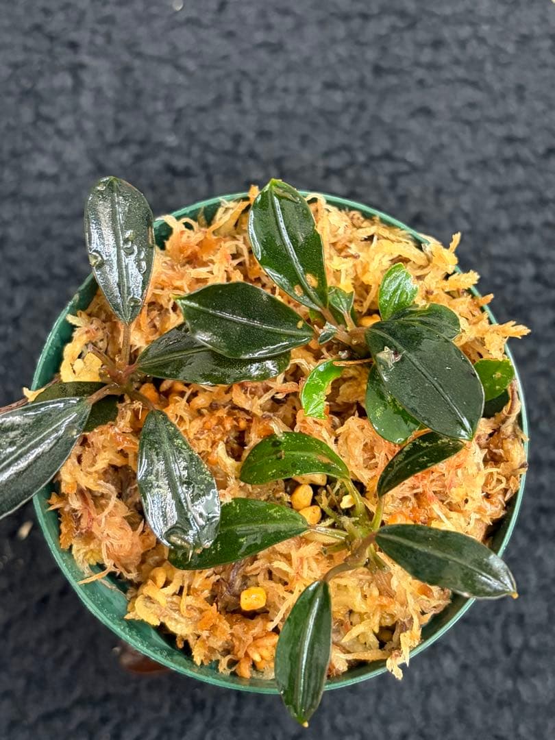 k*n様 ⭐︎Bucephalandra motleyana 根伏せ苗 3株 /