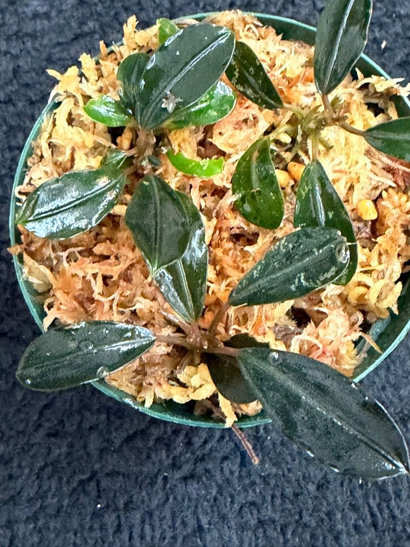 k*n様 ⭐︎Bucephalandra motleyana 根伏せ苗 3株 /