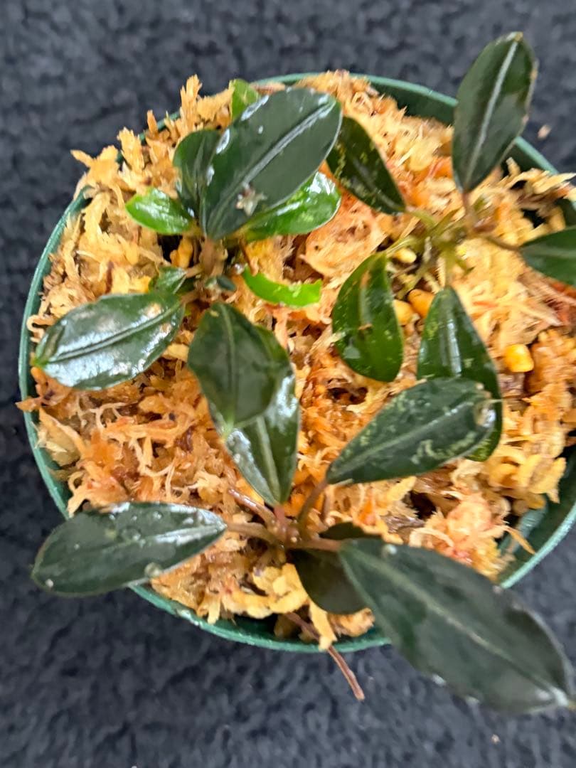 k*n様 ⭐︎Bucephalandra motleyana 根伏せ苗 3株 /