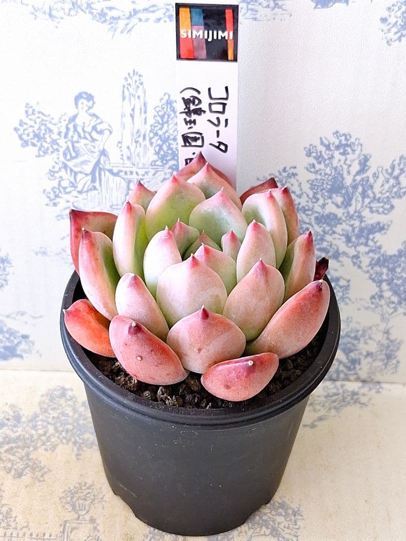 コロラータ(錦玉園・自家)札付きポットごとメルカリ便simijimiさん苗