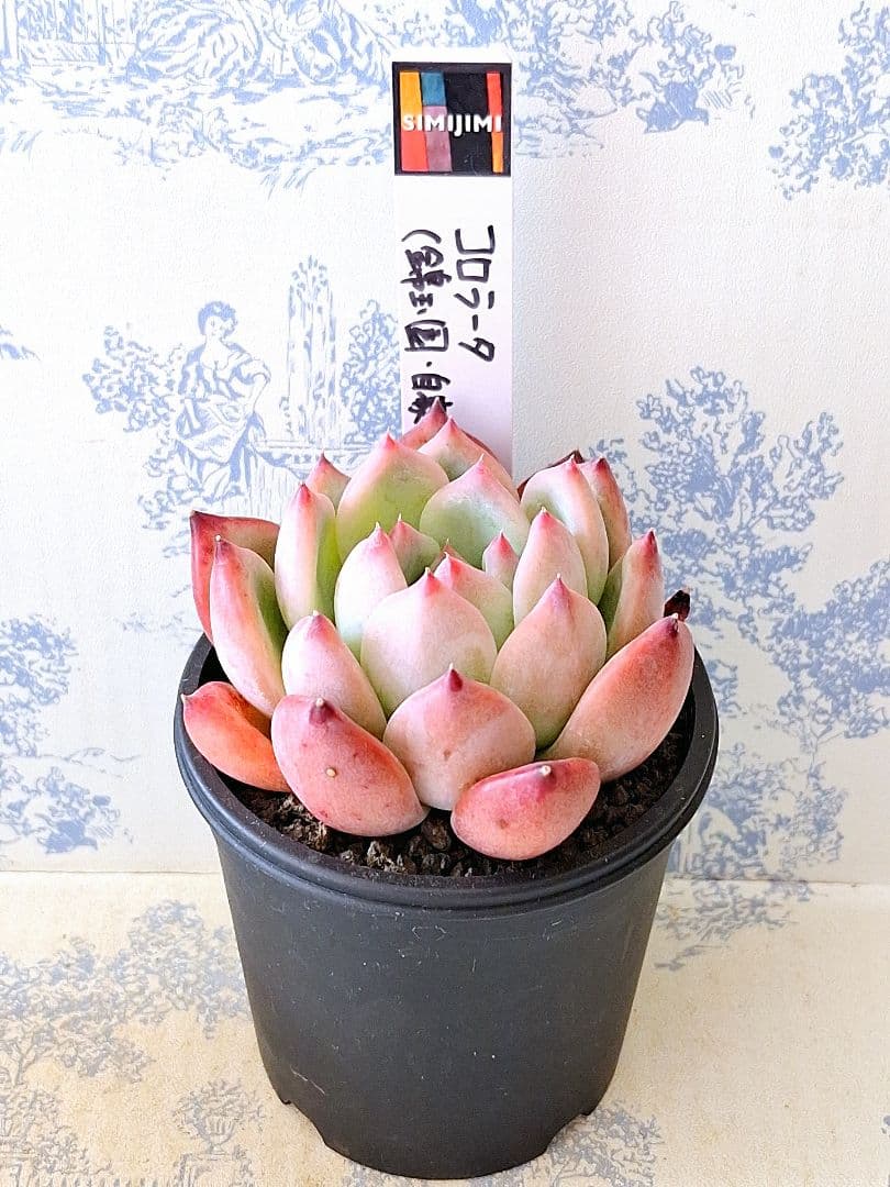 コロラータ(錦玉園・自家)札付きポットごとメルカリ便simijimiさん苗