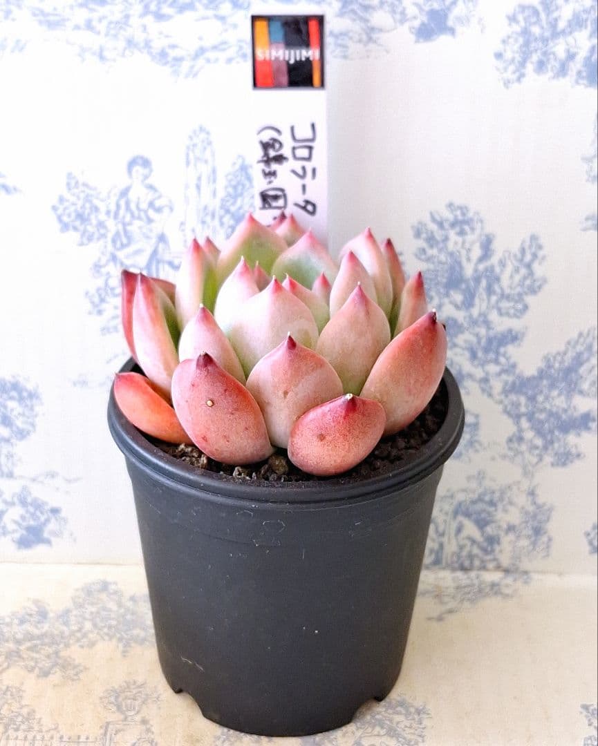 コロラータ(錦玉園・自家)札付きポットごとメルカリ便simijimiさん苗