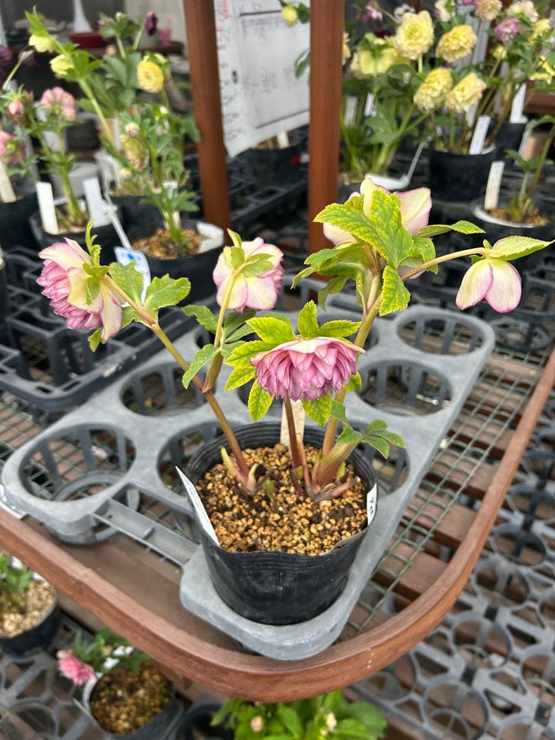 加藤農園 ディオーネ クリスマスローズ同梱可能