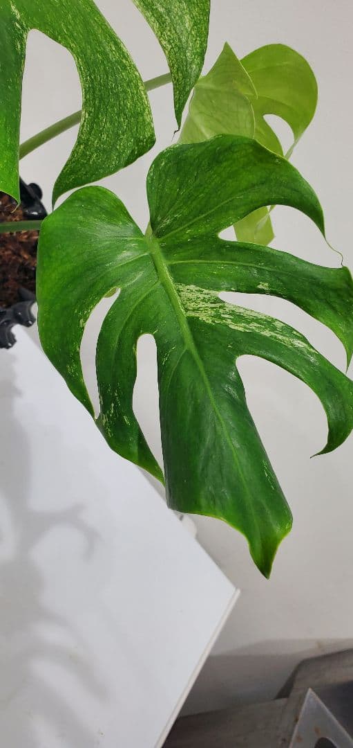 モンステラ ホワイトモンスター 散り斑タイプ／発根済み・現品
