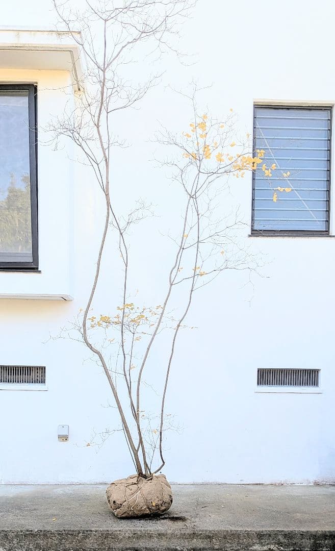 極美。特大の山採りドウダンツツジ。