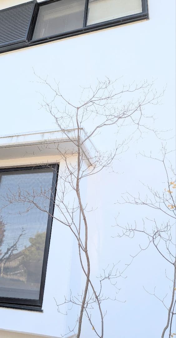 極美。特大の山採りドウダンツツジ。