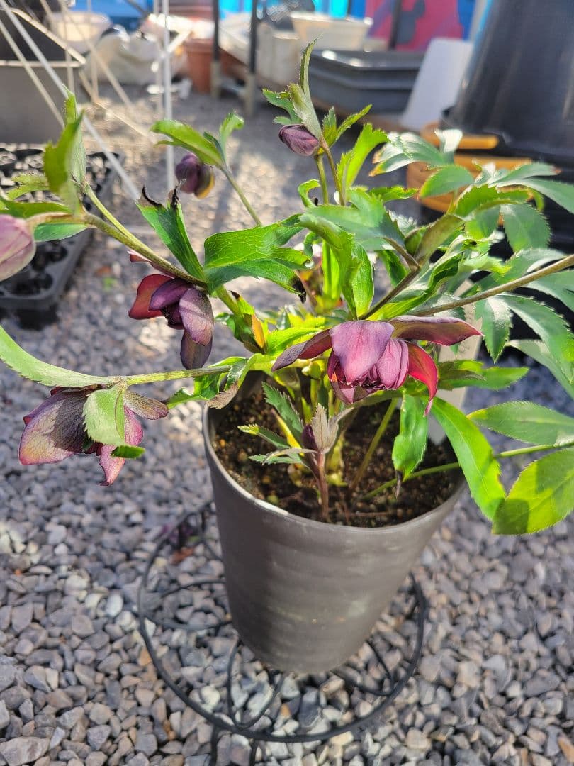 広瀬園芸　クリスマスローズ　多弁