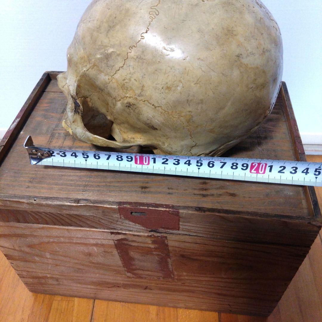 レトロな木箱入　頭蓋骨　　模型　田中狐峯製品