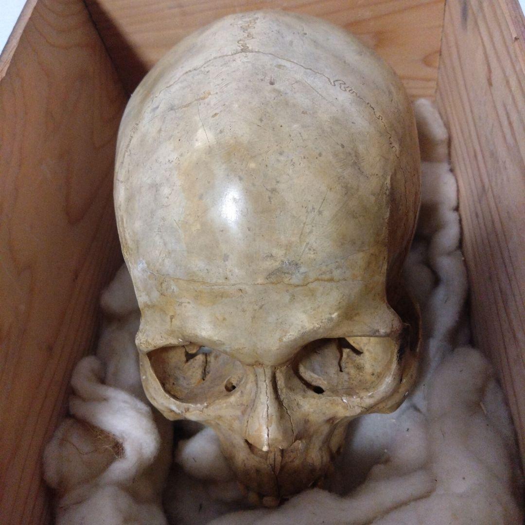 レトロな木箱入　頭蓋骨　　模型　田中狐峯製品