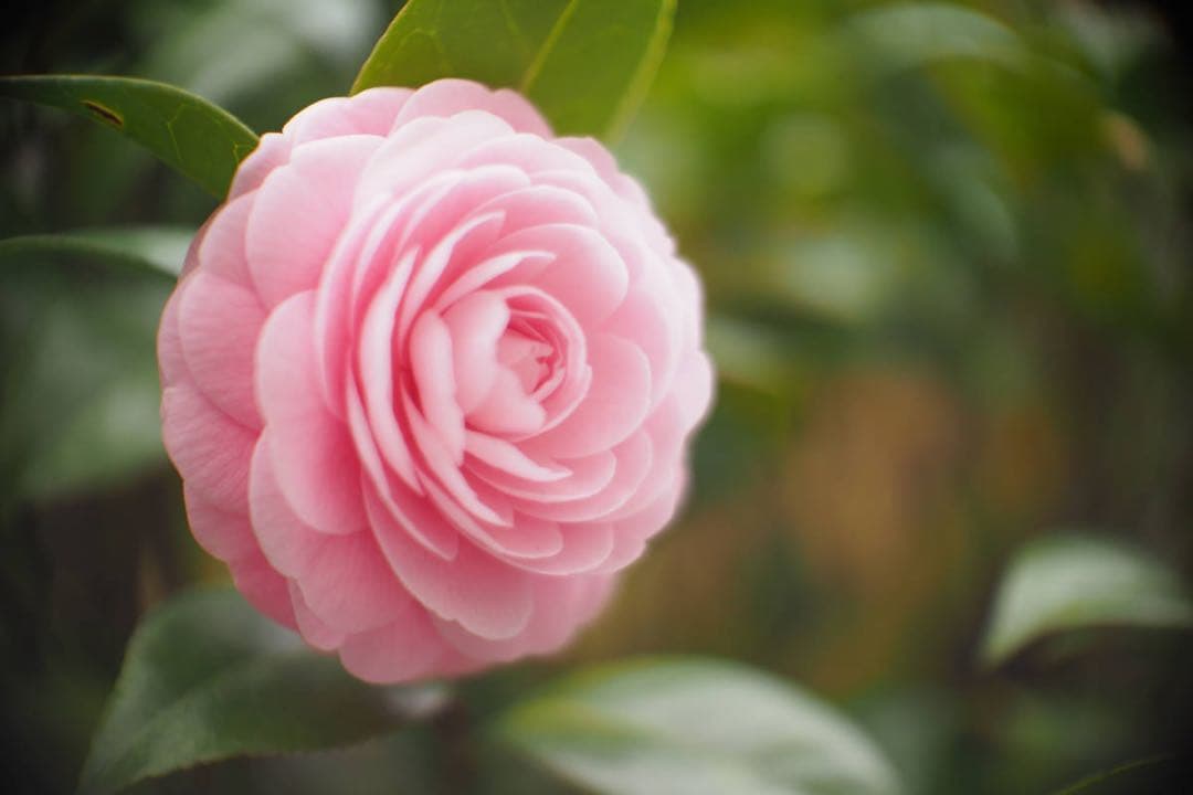 P.Angenieux 25mm f0.95 マイクロフォーサーズマウント改造