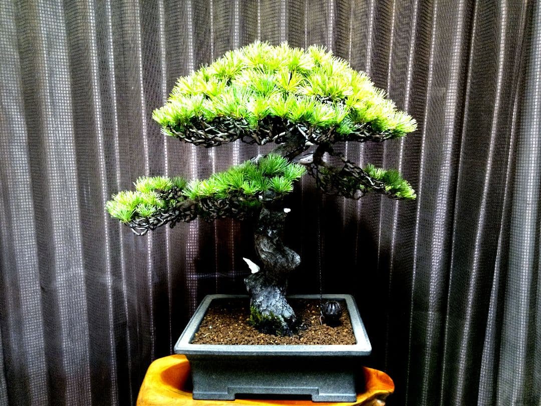 【樹高52㎝ 　五葉松盆栽】　　　⭕樹齢80年超…お宝❗真柏