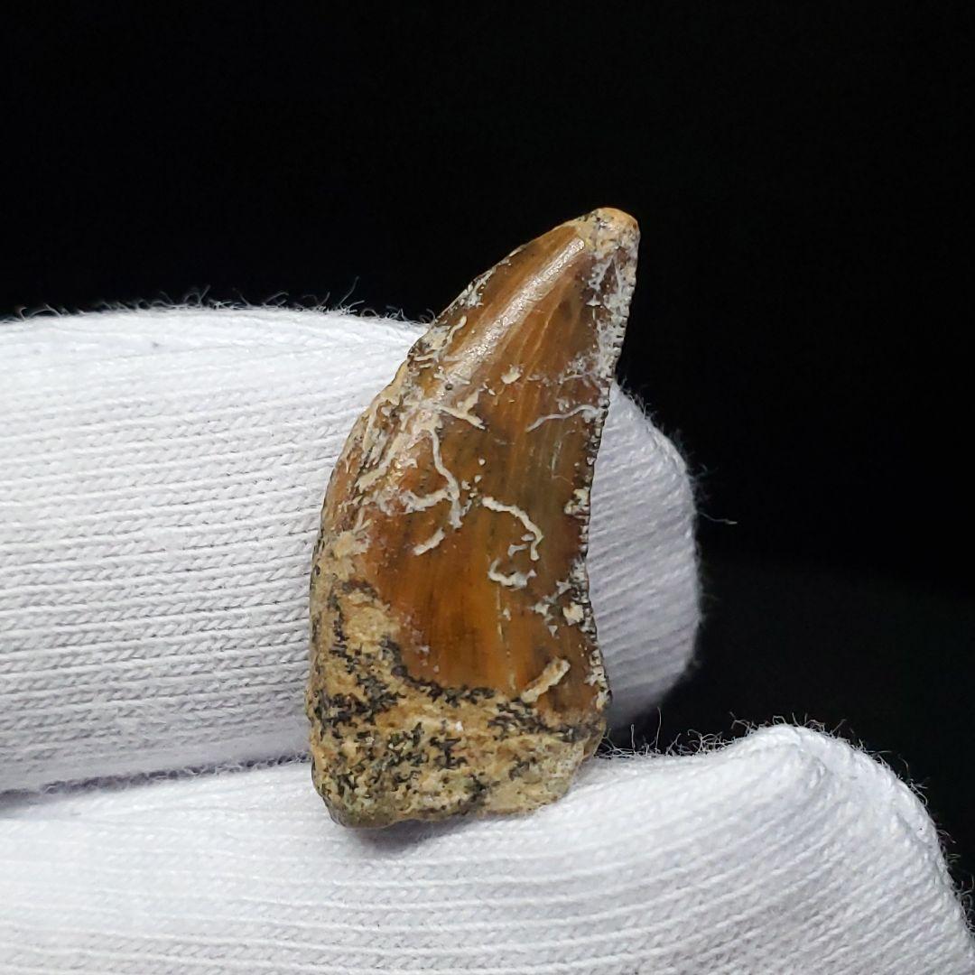 希少 ネオヴェナトル 化石 歯 恐竜 本物 ワイト島産 21.26mm fr83