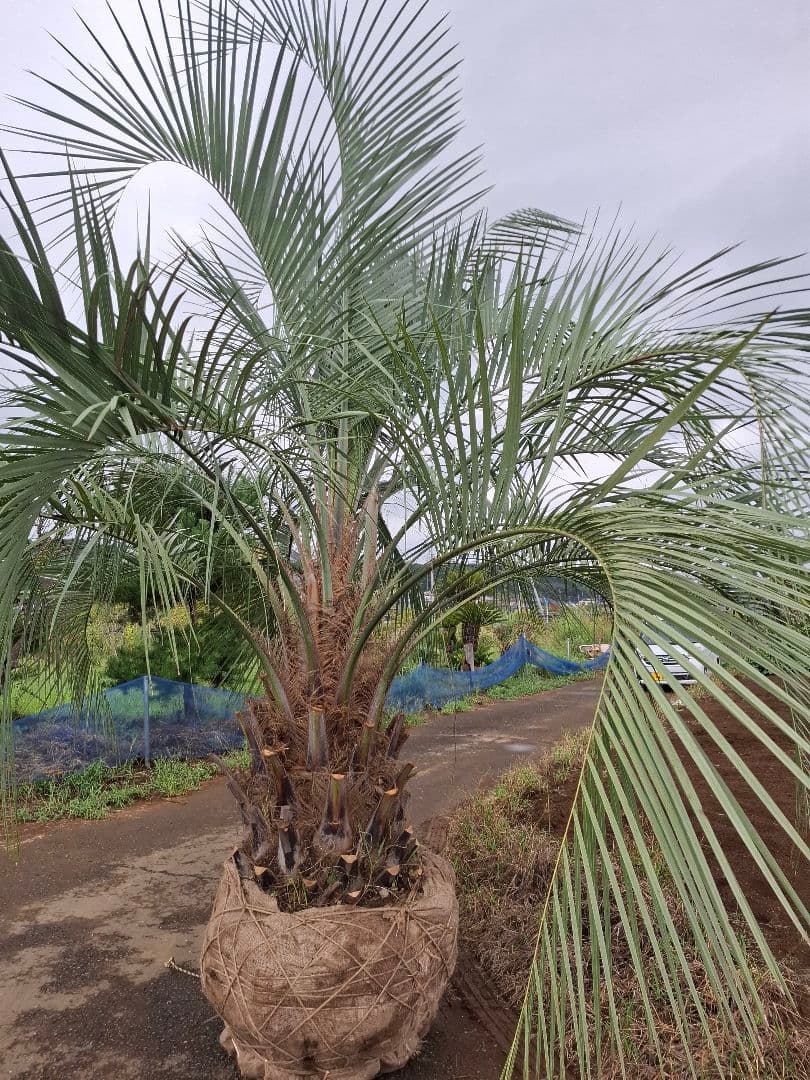 ココスヤシ　--ヤシ 蘇鉄 アガベ ドライガーデン--