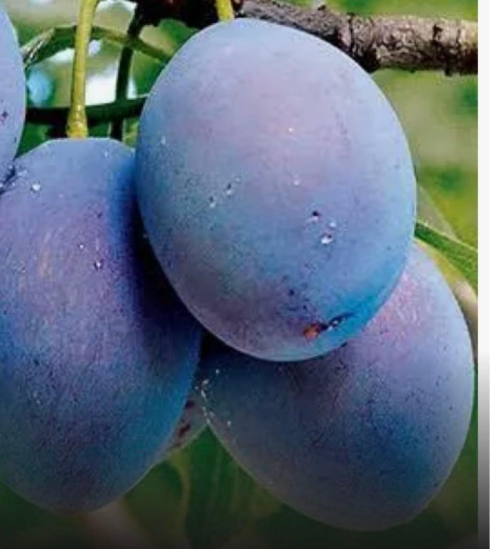 シュガープルーン 西洋すもも　接木苗木 約80㌢宅急便.ポット植えのまま匿名発送