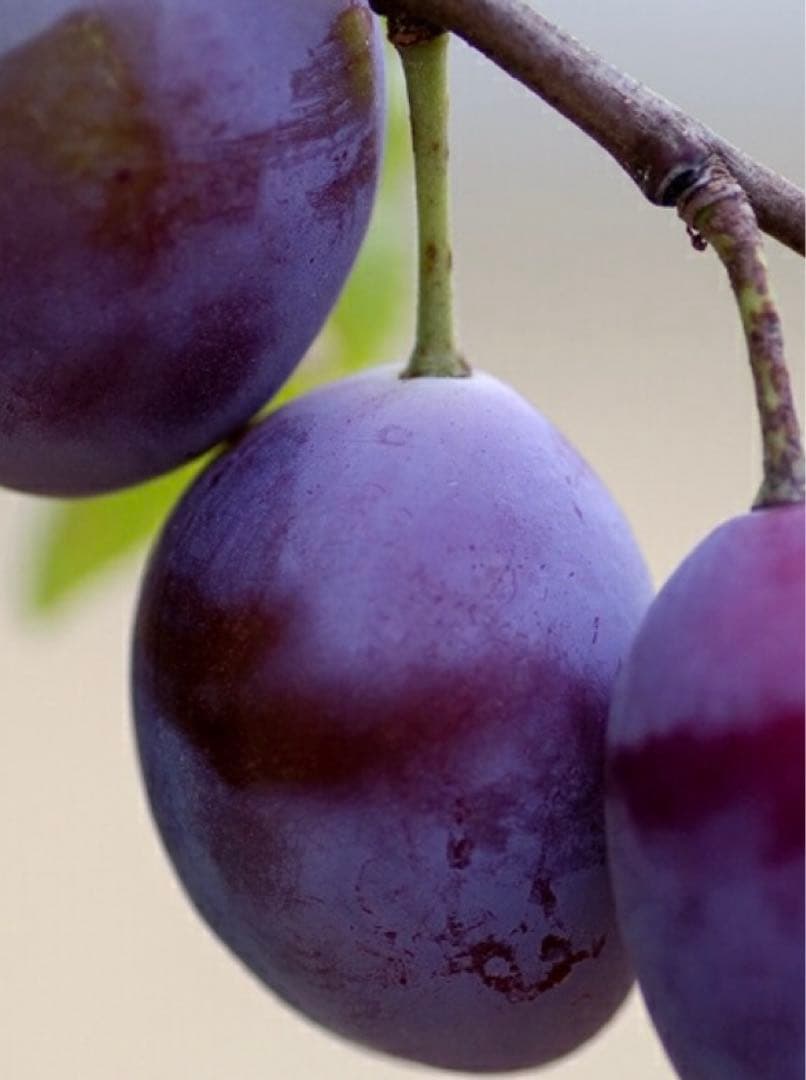 シュガープルーン 西洋すもも　接木苗木 約80㌢宅急便.ポット植えのまま匿名発送