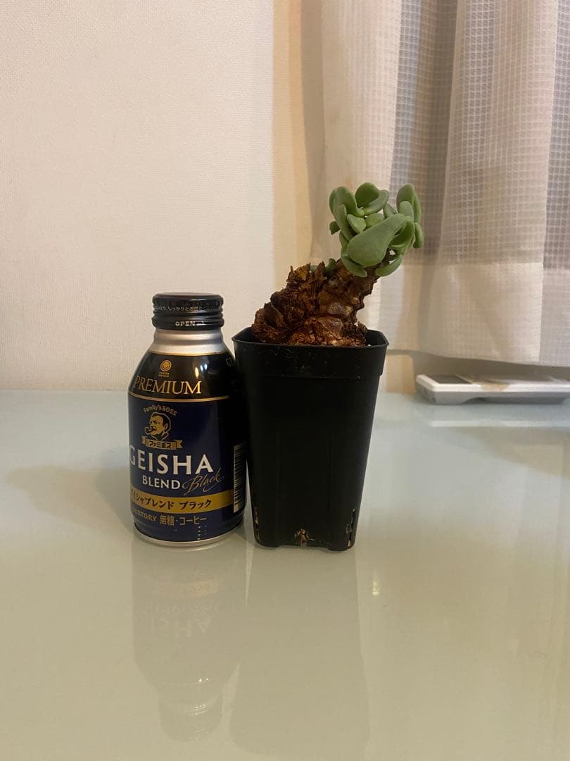 ケラリア　ピグマエア　現地株　発根済み