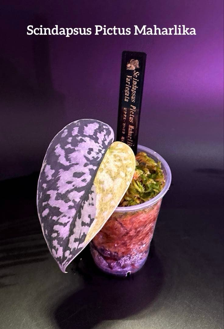 スキンダプサス　綺麗な斑入り　セットL1